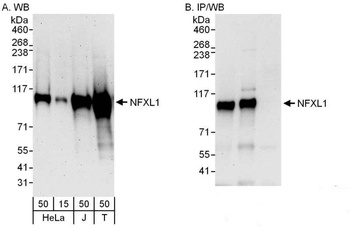 Rabbit anti-NFXL1 Antibody