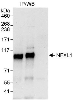 Rabbit anti-NFXL1 Antibody