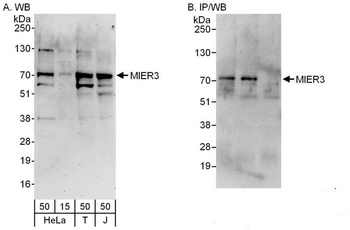 Rabbit anti-MIER3 Antibody