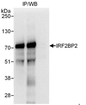 Rabbit anti-IRF2BP2 Antibody