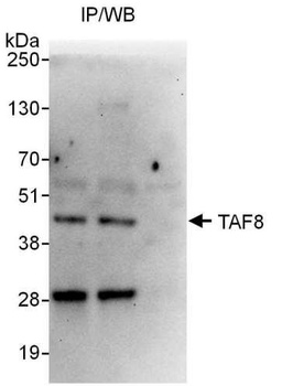 TAF8 Antibody
