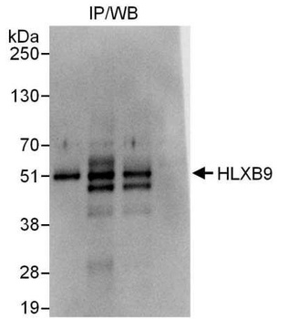 HLXB9 Antibody