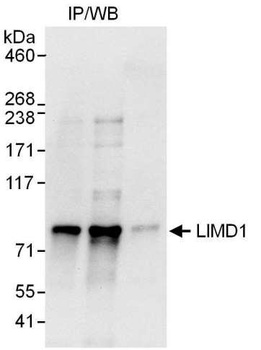 Rabbit anti-LIMD1 Antibody