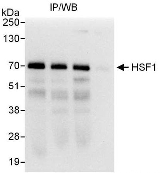 Rabbit anti-HSF1 Antibody