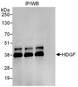 Rabbit anti-HDGF Antibody