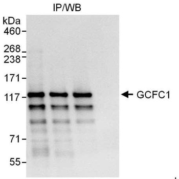 Rabbit anti-GCFC1 Antibody