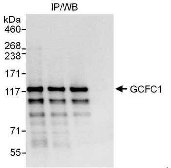 Rabbit anti-GCFC1 Antibody