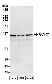 GCFC1 Antibody