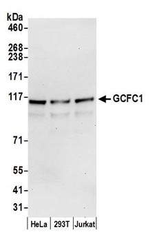 Rabbit anti-GCFC1 Antibody