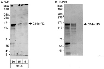 Rabbit anti-C14orf43 Antibody