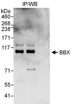 Rabbit anti-BBX Antibody