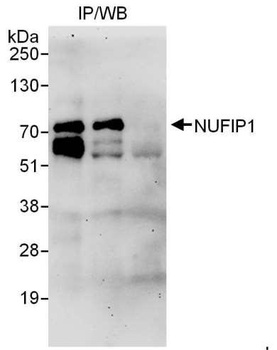 Rabbit anti-NUFIP1 Antibody
