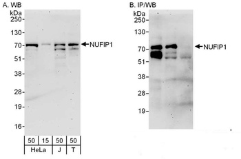 Rabbit anti-NUFIP1 Antibody