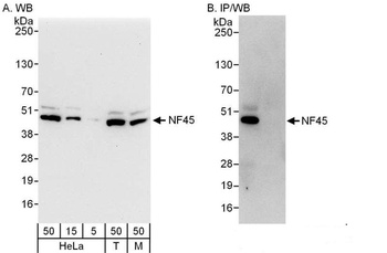 NF45 Antibody