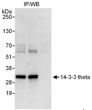 14-3-3 theta Antibody