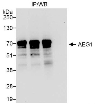 AEG1 Antibody
