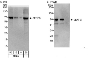 SENP3 Antibody