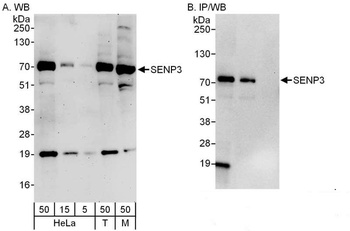SENP3 Antibody