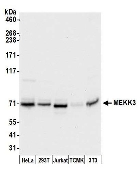 MEKK3 Antibody