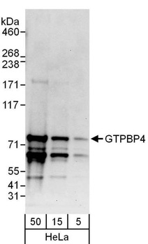 Rabbit anti-GTPBP4 Antibody