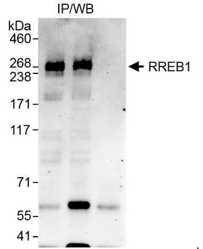 Rabbit anti-RREB1 Antibody