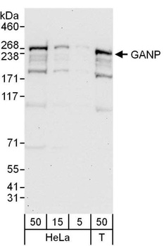 GANP Antibody