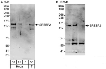 SREBP2 Antibody