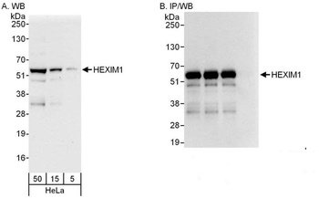Rabbit anti-HEXIM1 Antibody