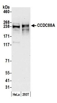 CCDC88A Antibody