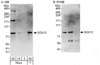 Rabbit anti-SOX13 Antibody