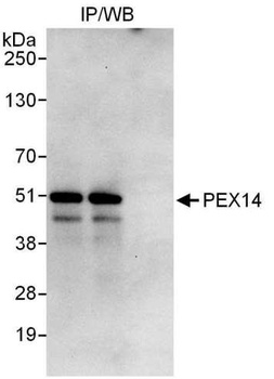 Rabbit anti-PEX14 Antibody