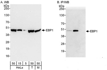 Rabbit anti-EBP1 Antibody