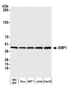 Rabbit anti-EBP1 Antibody
