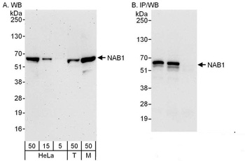 NAB1 Antibody