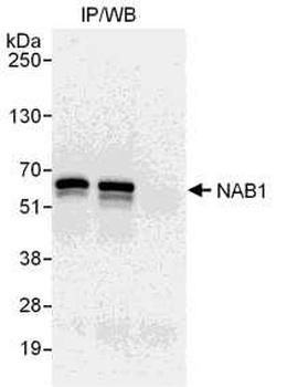 Rabbit anti-NAB1 Antibody