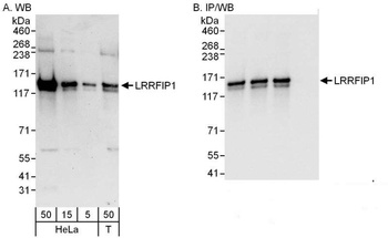 Rabbit anti-LRRFIP1 Antibody