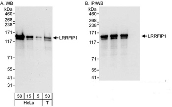 Rabbit anti-LRRFIP1 Antibody