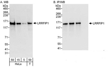 Rabbit anti-LRRFIP1 Antibody
