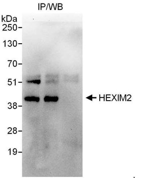 Rabbit anti-HEXIM2 Antibody