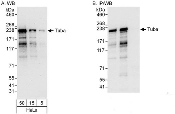 Rabbit anti-Tuba Antibody