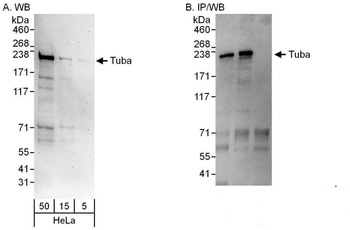 Rabbit anti-Tuba Antibody