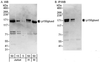p150glued Antibody