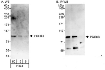 PDE8B Antibody