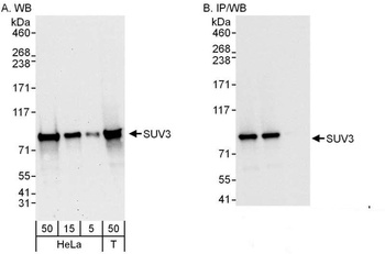 Rabbit anti-SUV3 Antibody