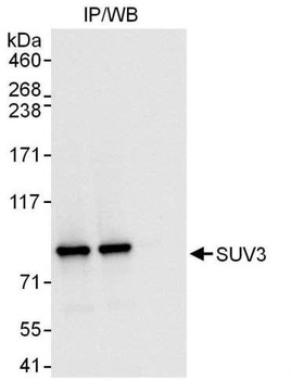 Rabbit anti-SUV3 Antibody
