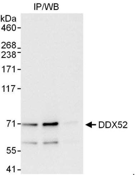 Rabbit anti-DDX52 Antibody