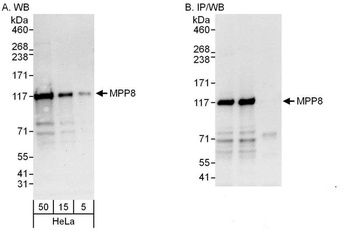 MPP8 Antibody