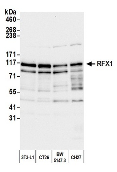 Rabbit anti-RFX1 Antibody
