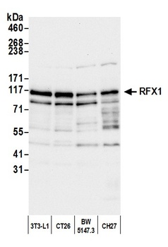 RFX1 Antibody