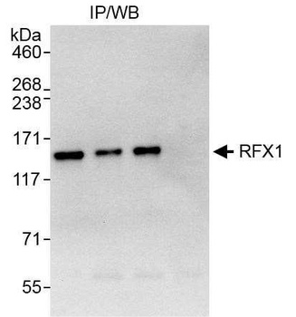 Rabbit anti-RFX1 Antibody